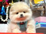 Orji̇nal Pomerani̇an Boo Bebekleri̇mi̇z Gelmi̇şti̇r