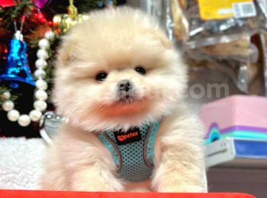 Orji̇nal Pomerani̇an Boo Bebekleri̇mi̇z Gelmi̇şti̇r görsel