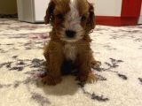 Bebek Cavapoo