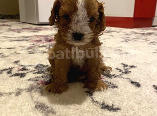 Bebek Cavapoo