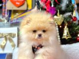 Teddy Face Boo Pomeranian Yavrular