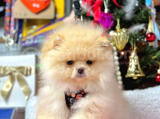 Teddy Face Boo Pomeranian Yavrular görsel