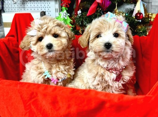 Orji̇nal Malti̇poo Bebekleri̇mi̇z Gelmi̇şti̇r görsel