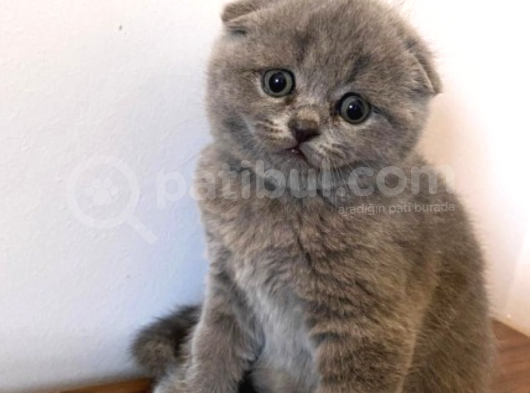 Mükemmel Kalitede Oyuncu Scottish Fold Yavruları