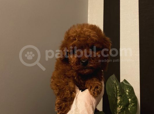 Çocuklarınıza Arkadaş Poodle Bebişlerimiz görsel