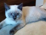 Sağlıklı British Shorthair Kediler