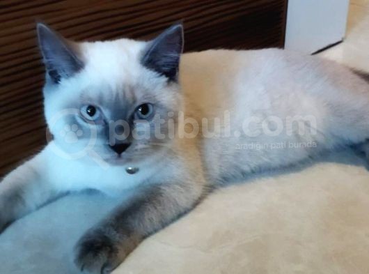 Sağlıklı British Shorthair Kediler görsel