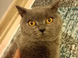 Dişi Ve Erkek British Shorthair