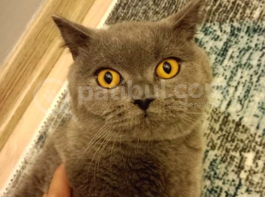 Dişi Ve Erkek British Shorthair görsel