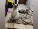 Sağlıklı British Shorthair Kediler