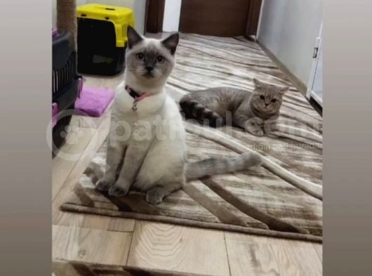 Sağlıklı British Shorthair Kediler