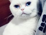 Sağlıklı Dişi Exotic Shorthair
