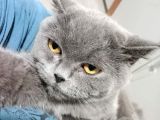 Dişi Ve Erkek British Shorthair