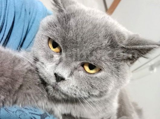 Dişi Ve Erkek British Shorthair görsel
