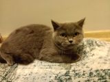 Dişi Ve Erkek British Shorthair