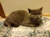 Dişi Ve Erkek British Shorthair