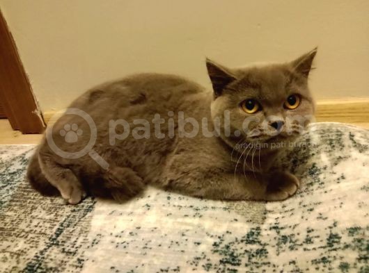 Dişi Ve Erkek British Shorthair görsel