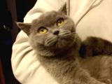 Dişi Ve Erkek British Shorthair