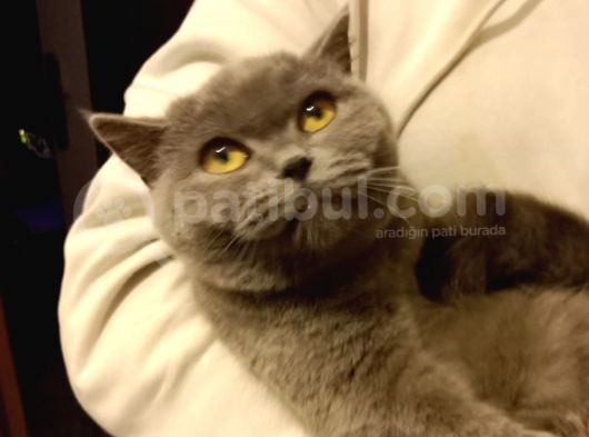 Dişi Ve Erkek British Shorthair görsel