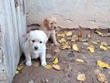 Baby Face Golden Retri̇ever Bebekler