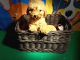 Toy Poodle Bebeklerimiz Saglik Ve Irk Garantili