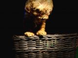 Toy Poodle Bebeklerimiz Saglik Ve Irk Garantili
