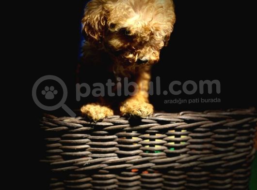 Toy Poodle Bebeklerimiz Saglik Ve Irk Garantili görsel