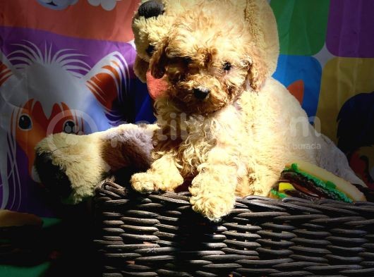 Toy Poodle Bebeklerimiz Saglik Ve Irk Garantili görsel