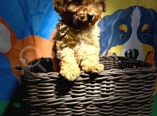Orji̇nal Toy Poodle Yavrularimiz görsel