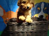 Orji̇nal Toy Poodle Yavrularimiz