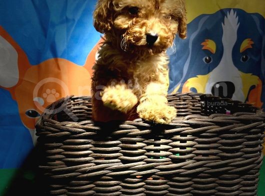 Orji̇nal Toy Poodle Yavrularimiz