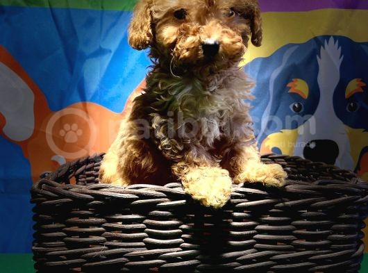 Red Toy Poodle Yavrumuz