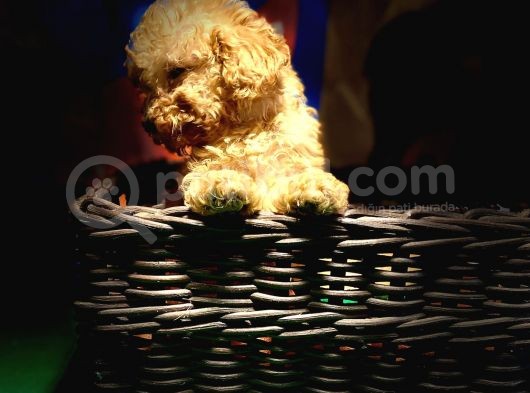 Red Toy Poodle Yavrumuz görsel
