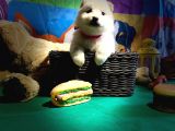 Beyaz Samoyed Yavrularimiz