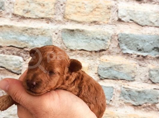 Çok Uyguna Ev Bakimi Apricot Renk Poodle görsel
