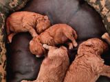 Çok Uyguna Ev Bakimi Apricot Renk Poodle