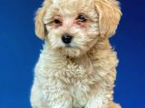 F1 Dişi Maltipoo Yavrum
