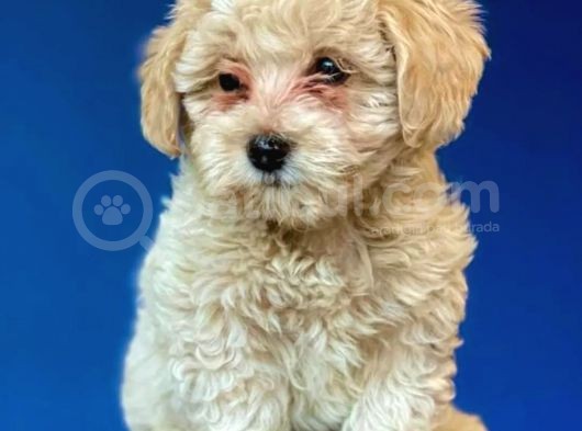 F1 Dişi Maltipoo Yavrum görsel