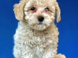 F1 Dişi Maltipoo Yavrum