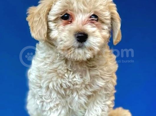 F1 Dişi Maltipoo Yavrum