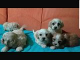 Morkie Cinsi Yavrular 