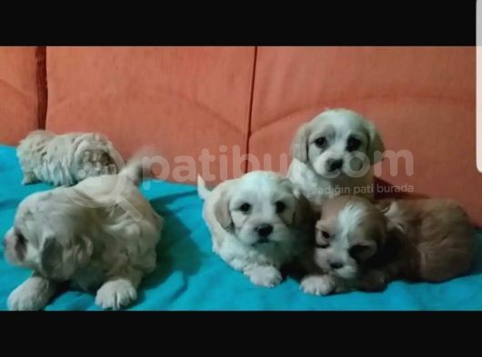 Morkie Cinsi Yavrular 