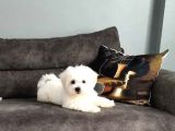 Maltesse Terrier Cinsi Güzel Yavrular 