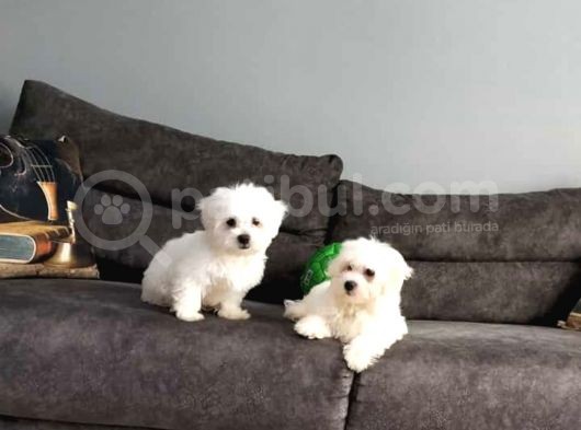 Maltesse Terrier Cinsi Güzel Yavrular 