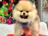 Safkan Pomeranian Boo Yavrularımız