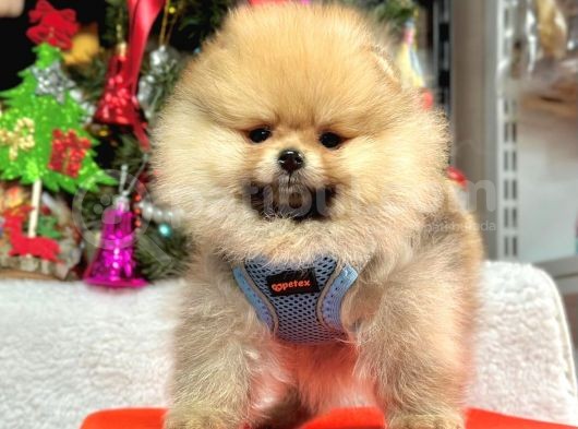 Safkan Pomeranian Boo Yavrularımız görsel