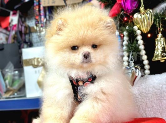 Safkan Pomeranian Boo Yavrularımız görsel