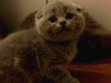 Mükemmel Kalitede Oyuncu Scottish Fold Yavruları
