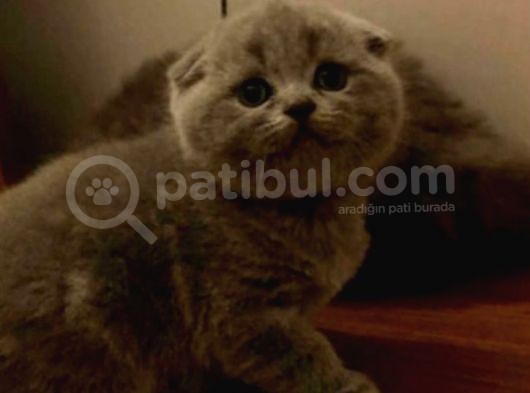Mükemmel Kalitede Oyuncu Scottish Fold Yavruları görsel