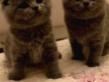 Mükemmel Kalitede Oyuncu Scottish Fold Yavruları